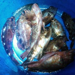 メバルアジガシラ